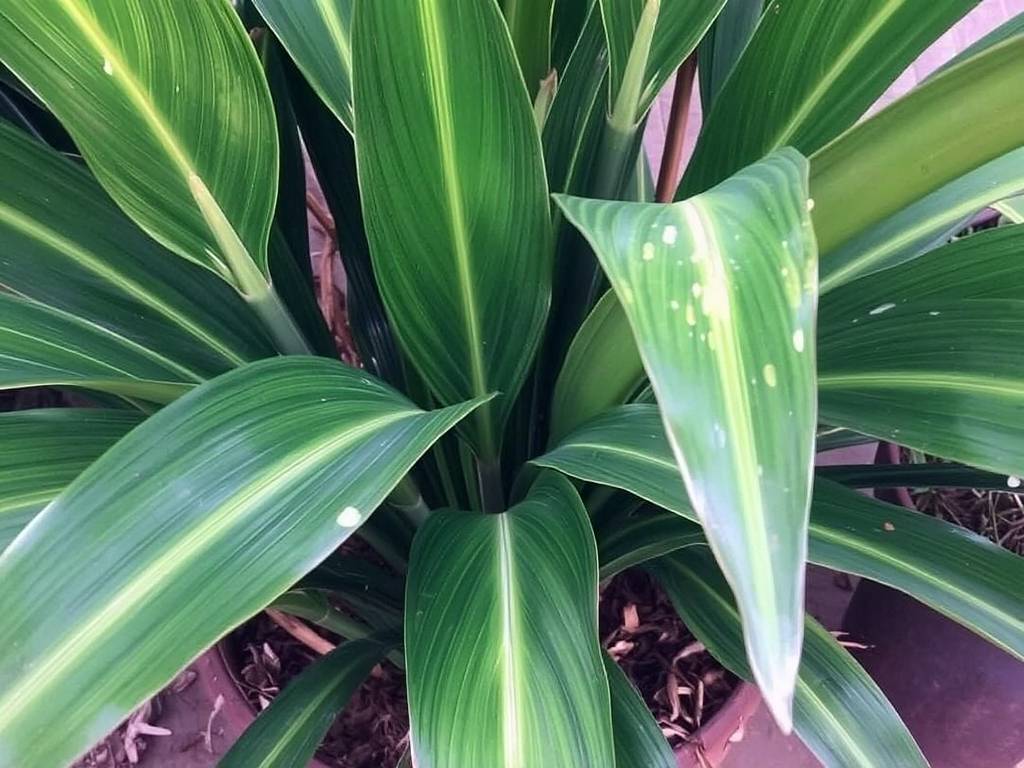 How to Care for Pandan: 4 Key Tips for Aromatic and Long Leaves