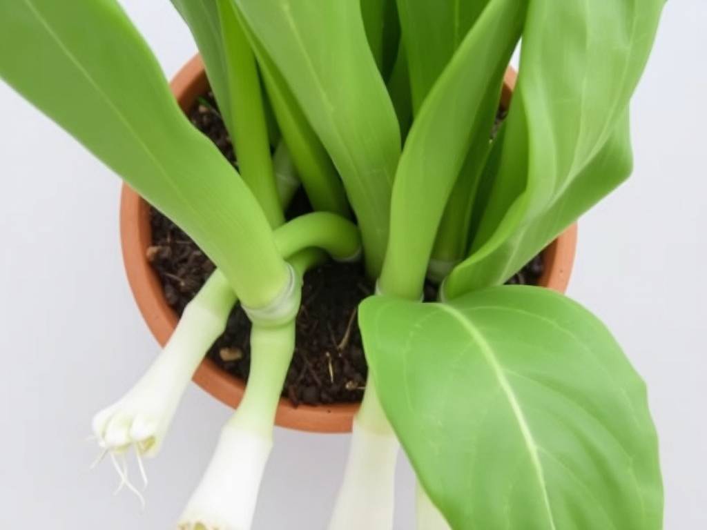 How to Care for Galangal Plant: 3 Key Tips for Spicy Rhizomes and Tall Shoots(1)